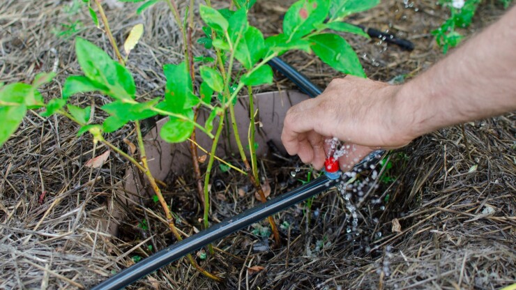 תחזוקת גינה