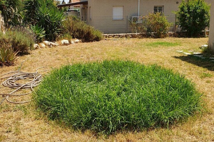 כתם דשא ירוק וברור מדי בגינה כסימן לנזילה תת קרקעית