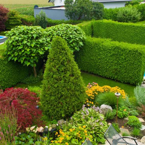 טיפים לתחזוקת העצים בגינה בחורף