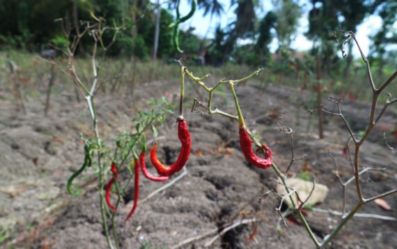 מתחמם: איך מצילים את הגינה מהקיץ הישראלי?