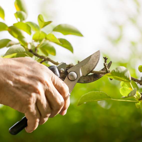 לא גינון - גיזום