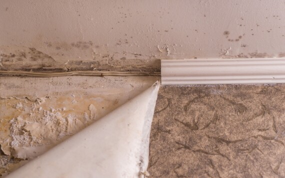 עובש מאחורי חיפויי קיר: הבעיה שמגלים שכבר מאוחר מדי