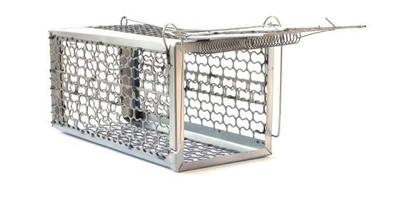 תופסים את החולדה: כך תלכדו את החולדה בבית