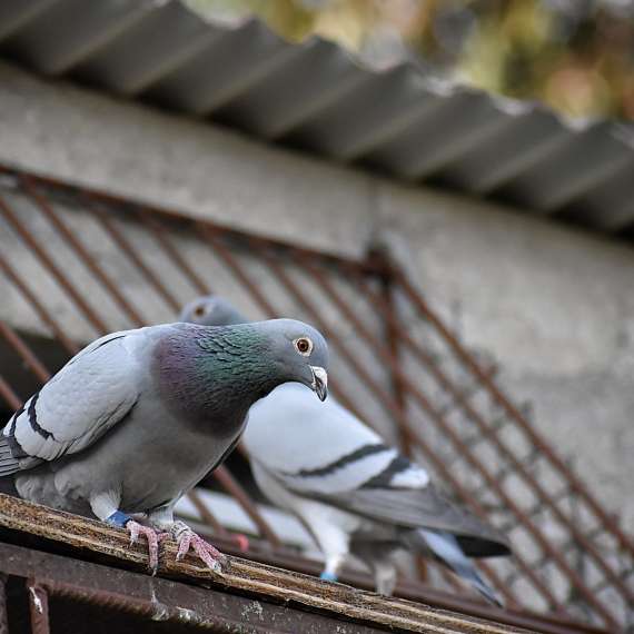 איך מרחיקים את היונים?