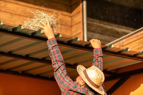 פינוי קן יונים: המדריך המלא להרחקת קן יונים מהבית
