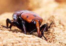 מכת מדינה? כך תתמודדו עם חדקונית הדקל