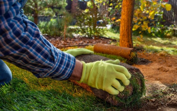 יישור אדמה בגינה קיימת: איך להיפטר משלוליות ושקעים בלי להרוס את הצמחייה