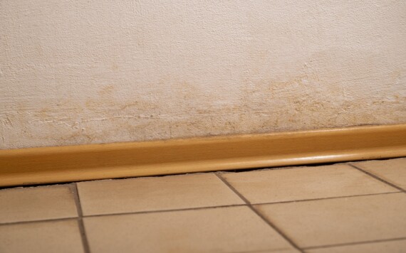 העובש הלבן של החורף: הפטרייה שמתפשטת בשקט בבית