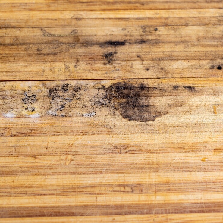 העובש הלבן של החורף: הפטרייה שמתפשטת בשקט בבית