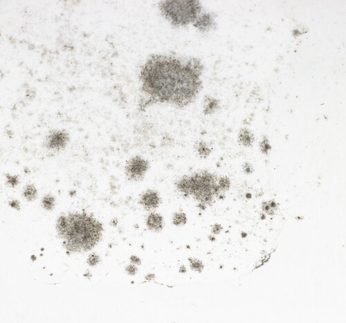 עובש סמוי: האויב השקט שמתפתח לכם מאחורי הקירות