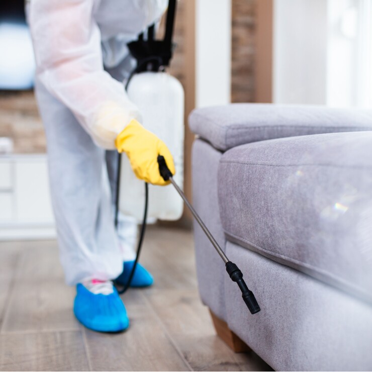 איך להיפטר מברחשים בבית