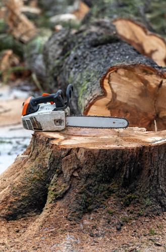 כריתת עץ בחצר פרטית: המדריך המלא לשמירה על החוק, הבטיחות והגינה