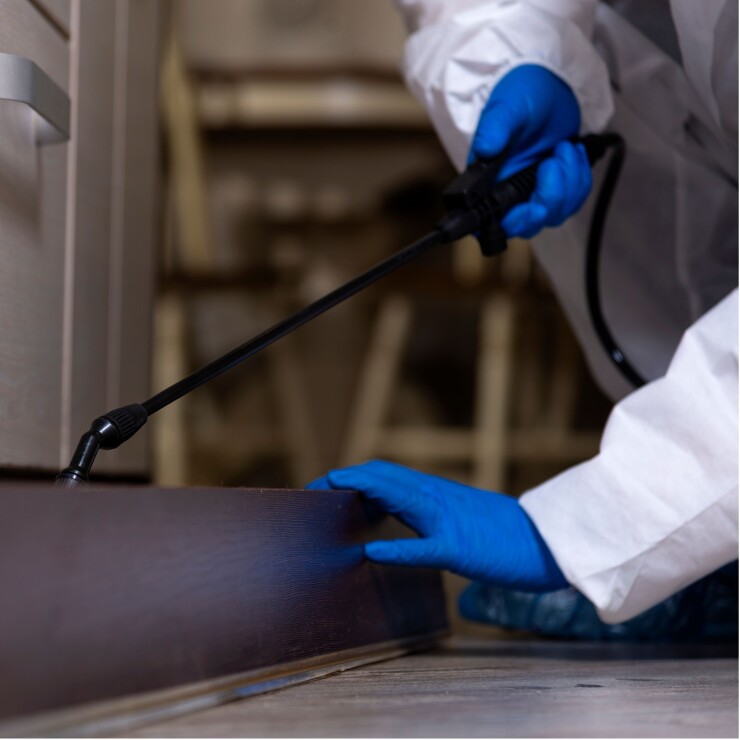 פרעושים בבית: מה לעשות?