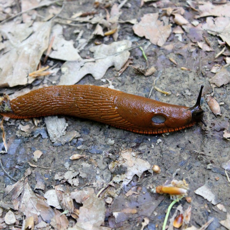 הדברת חשופיות: כל מה שחשוב לדעת 