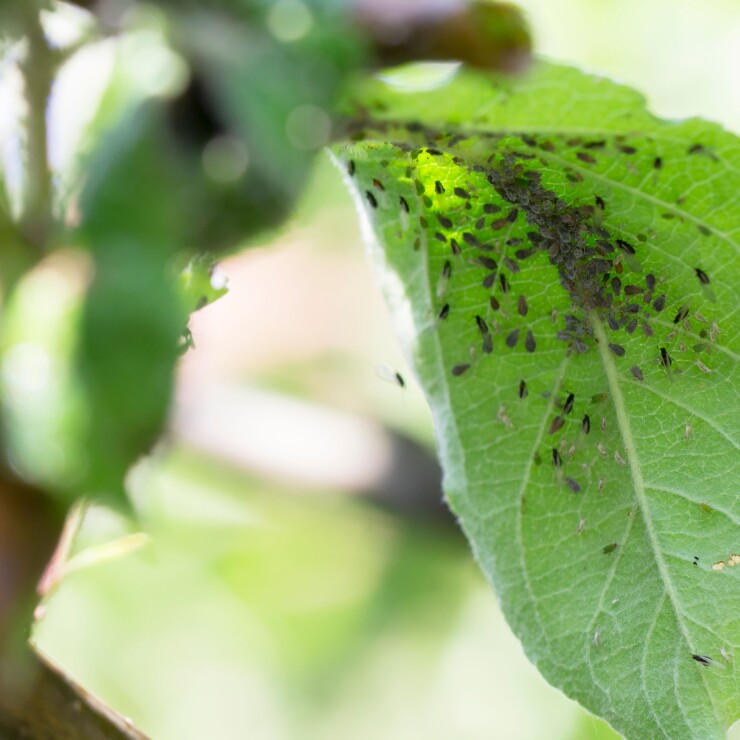 כשהחיוך הירוק דועך: כך תפענחו ותטפלו בבעיות נפוצות בצמחים 