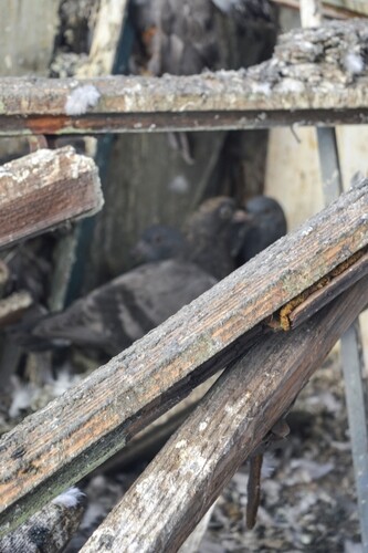 ניקוי צואת יונים: המדריך המלא לשמירה על הבית והבריאות