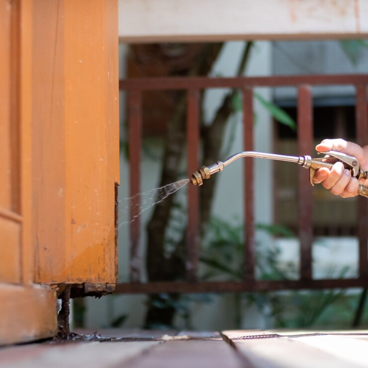 הדברת זבובים: איך נפטרים מהם ומה חשוב לדעת?