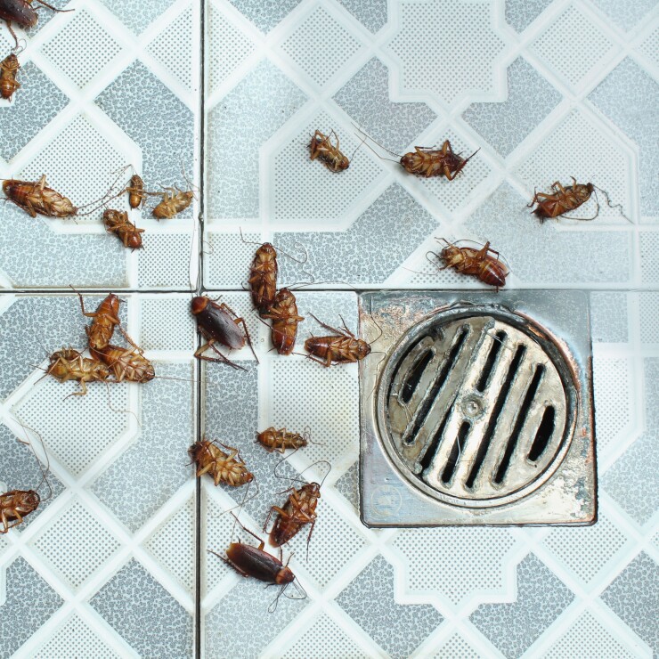 הם באים: האם אתם יכולים להדביר את הג'וקים בעצמכם?