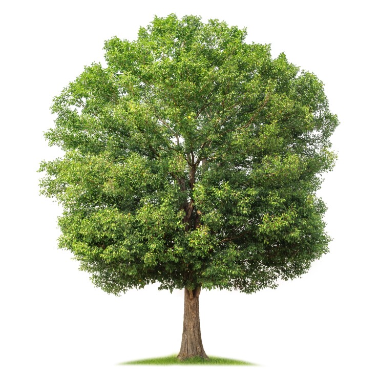 לא שטח פרטי: הכל על כריתת עצים בבית פרטי 