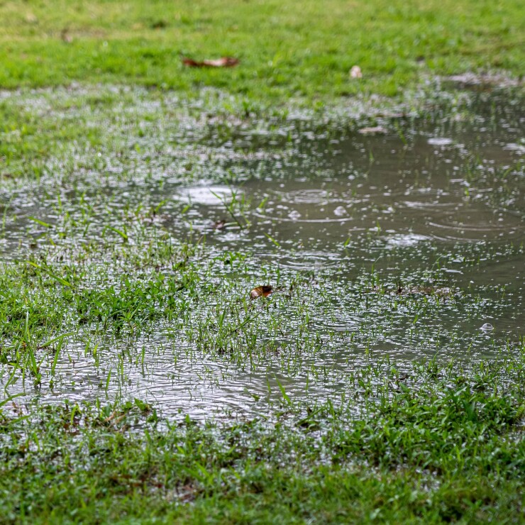 יישור אדמה בגינה קיימת: איך להיפטר משלוליות ושקעים בלי להרוס את הצמחייה