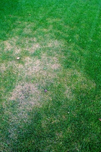 משקמים את הדשא: איך להפוך את הגינה שלכם שוב לירוקה?