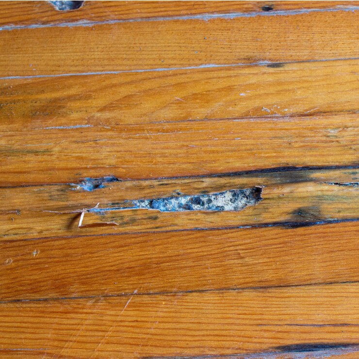 עובש מתחת לפרקט: הנזק הסמוי שמתפשט בלי אזהרה