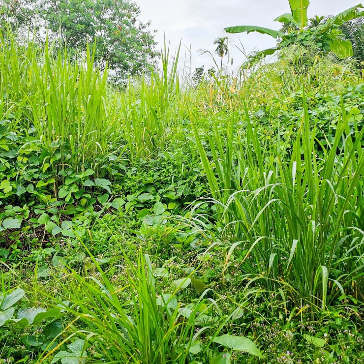 ניכוש עשבים בגינה: למה זה חשוב ואיך עושים את זה?